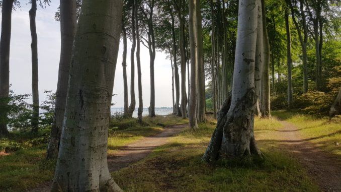 waldbaden-krebsabwehr Waldbaden zur Krebsabwehr