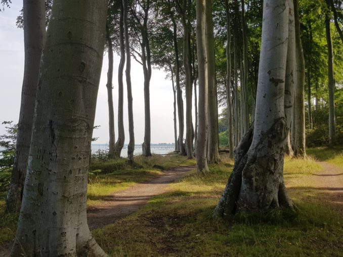Waldbaden zur Krebsabwehr