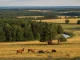 Verschiedene Wildtierhabitate in Deutschland mit Rehen und Wildschweinen in Wäldern und Feldern.