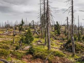 Abgestorbene Fichtenstämme ohne Nadeln, dazwischen junge grüne Fichten auf einer Bergkuppe