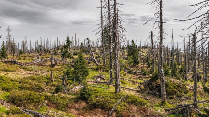 Abgestorbene Fichtenstämme ohne Nadeln, dazwischen junge grüne Fichten auf einer Bergkuppe