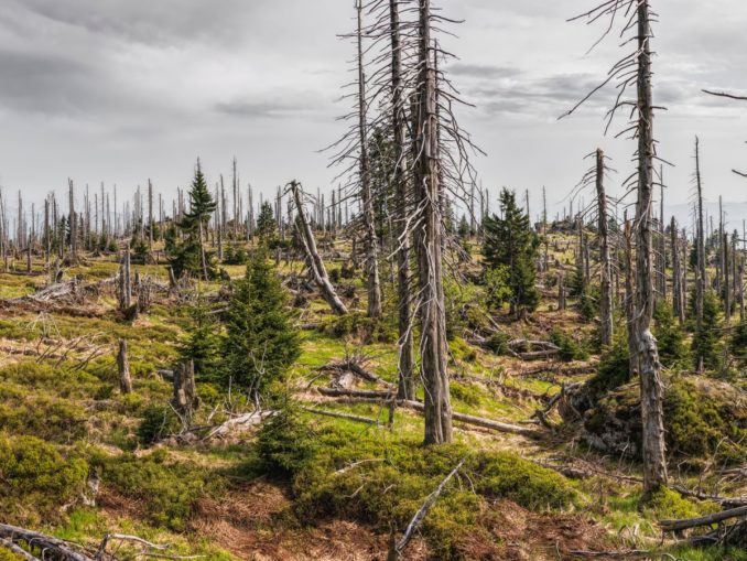 Abgestorbene Fichtenstämme ohne Nadeln, dazwischen junge grüne Fichten auf einer Bergkuppe
