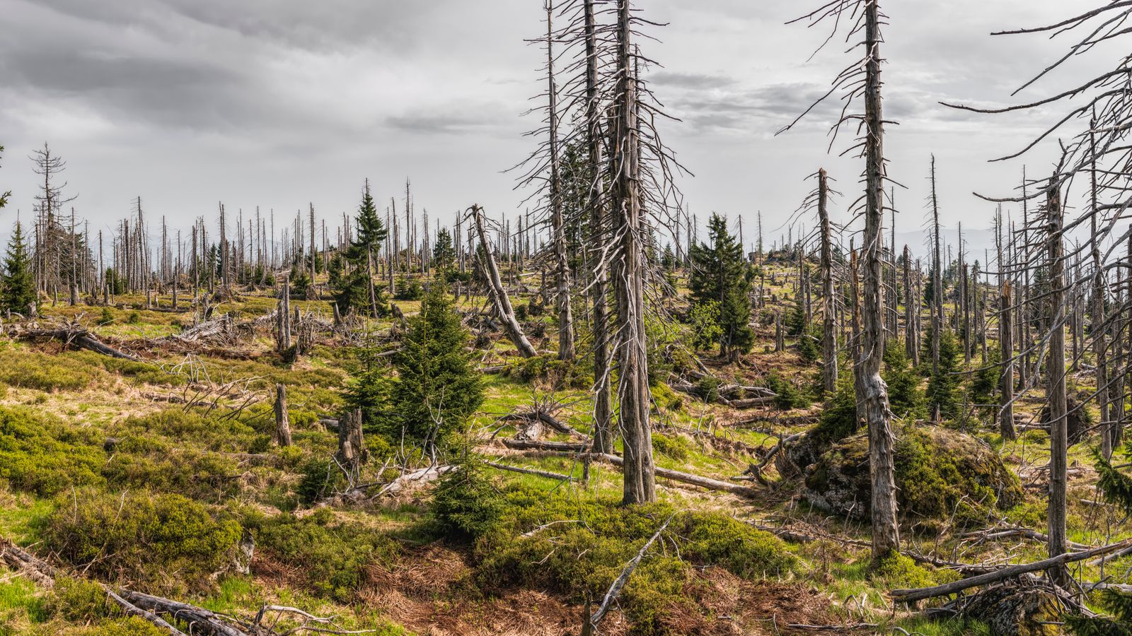 Abgestorbene Fichtenstämme ohne Nadeln, dazwischen junge grüne Fichten auf einer Bergkuppe
