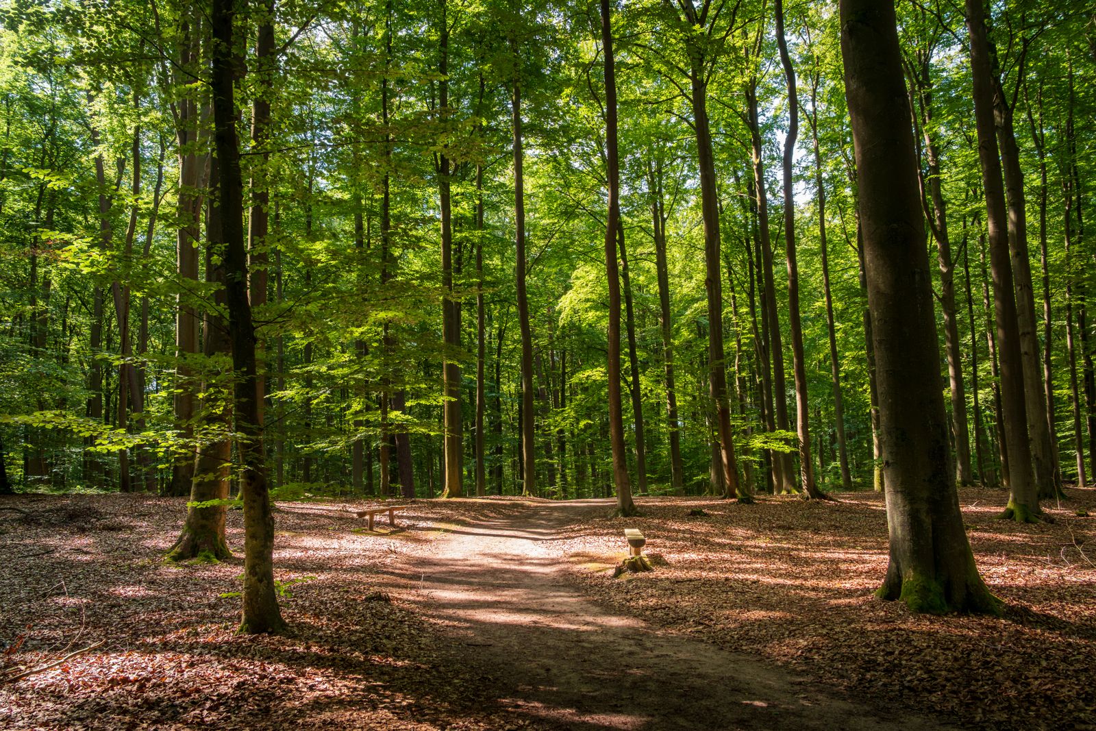 Buchenwald mit geschlossenem Kronendach, schattigem Waldboden und dichter Laubstreu