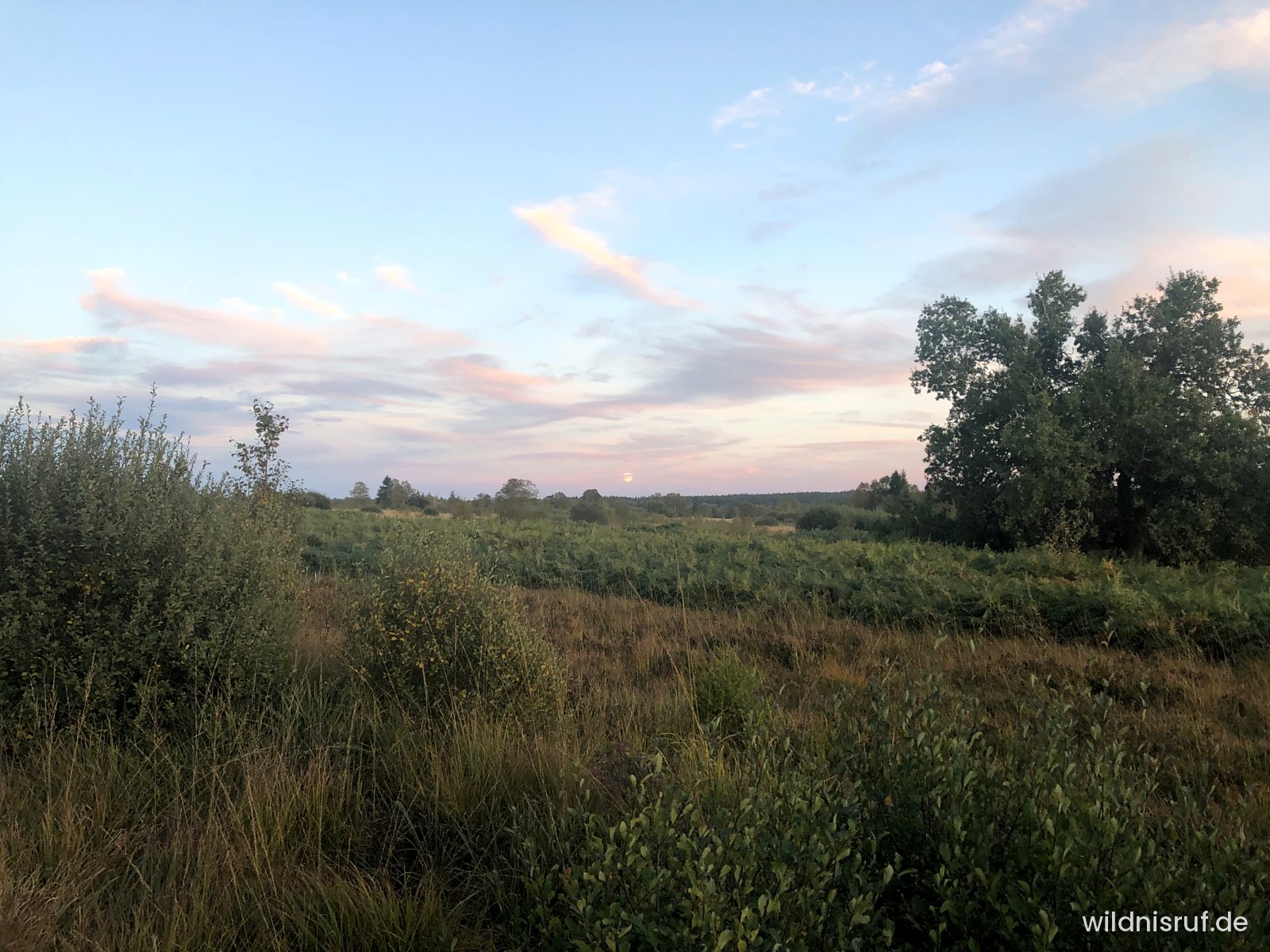 Abendlicht über der offenen Vennlandschaft mit Birken, Gebüsch und Heide, rosa Wolkenstreifen am Himmel