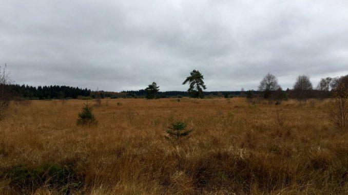 Weite Moorfläche im Hohen Venn mit herbstlich verfärbtem Pfeifengras, einzelnen Kiefern und dunklem Nadelwald am Horizont unter grauem Himmel