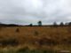 Weite Moorfläche im Hohen Venn mit herbstlich verfärbtem Pfeifengras, einzelnen Kiefern und dunklem Nadelwald am Horizont unter grauem Himmel