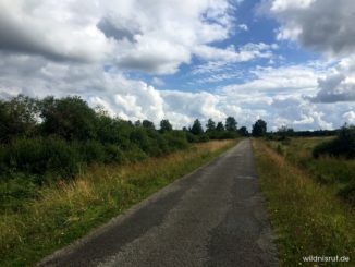 Schmaler asphaltierter Weg, der geradeaus durch die offene Heide- und Moorlandschaft des Hohen Venns führt, darüber Schönwetterwolken