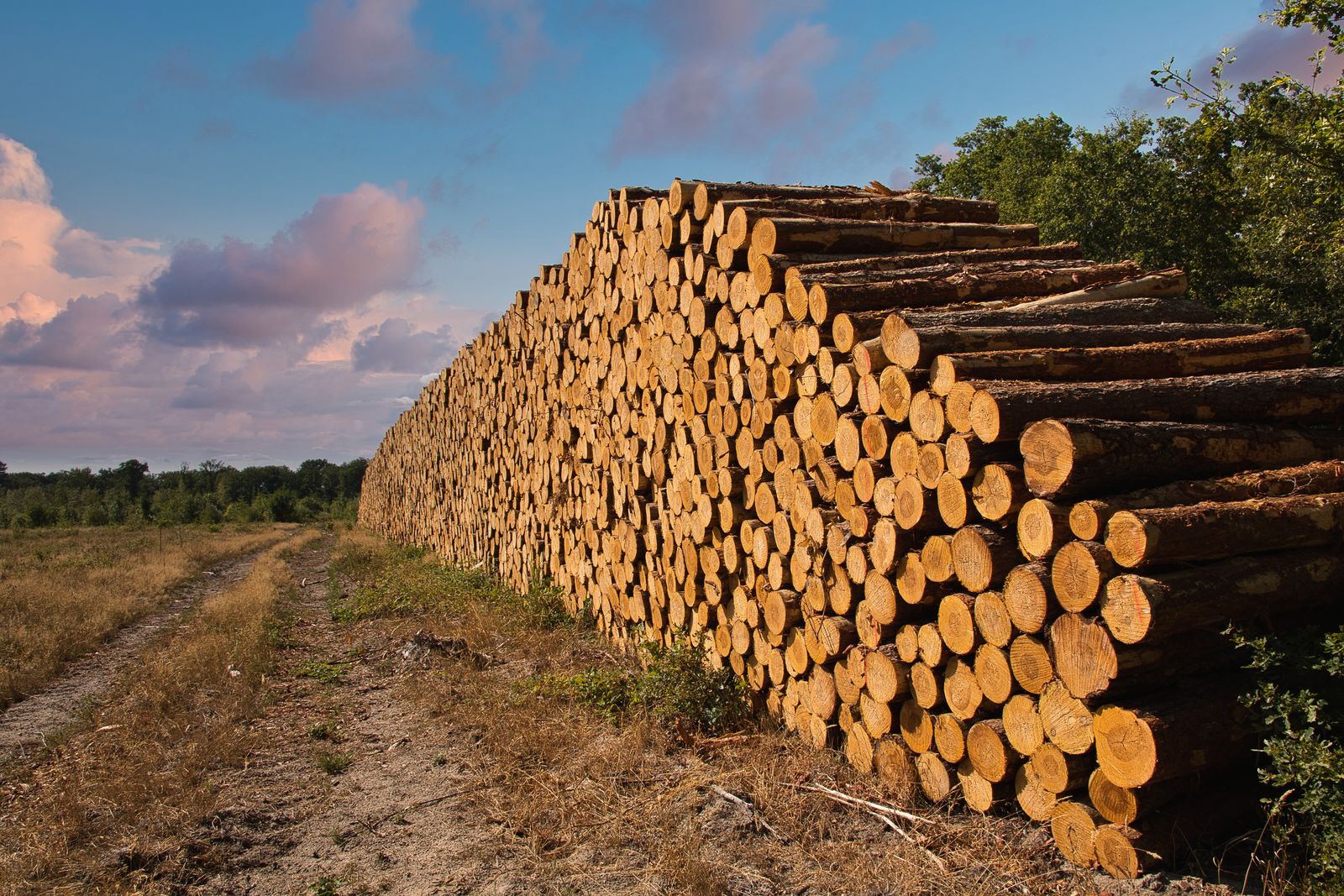 Großer Stapel geernteter Baumstämme an einem unbefestigten Waldweg unter sommerlichem Himmel