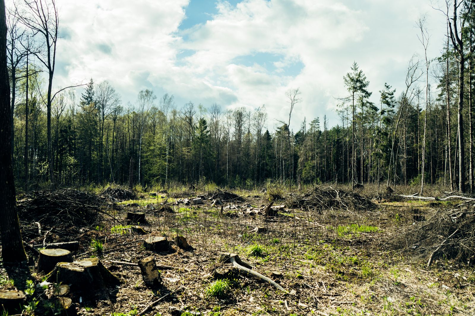 Offene Kahlschlagfläche mit Baumstümpfen, Reisighaufen und trockenem Gras, dahinter ein geschlossener Waldbestand