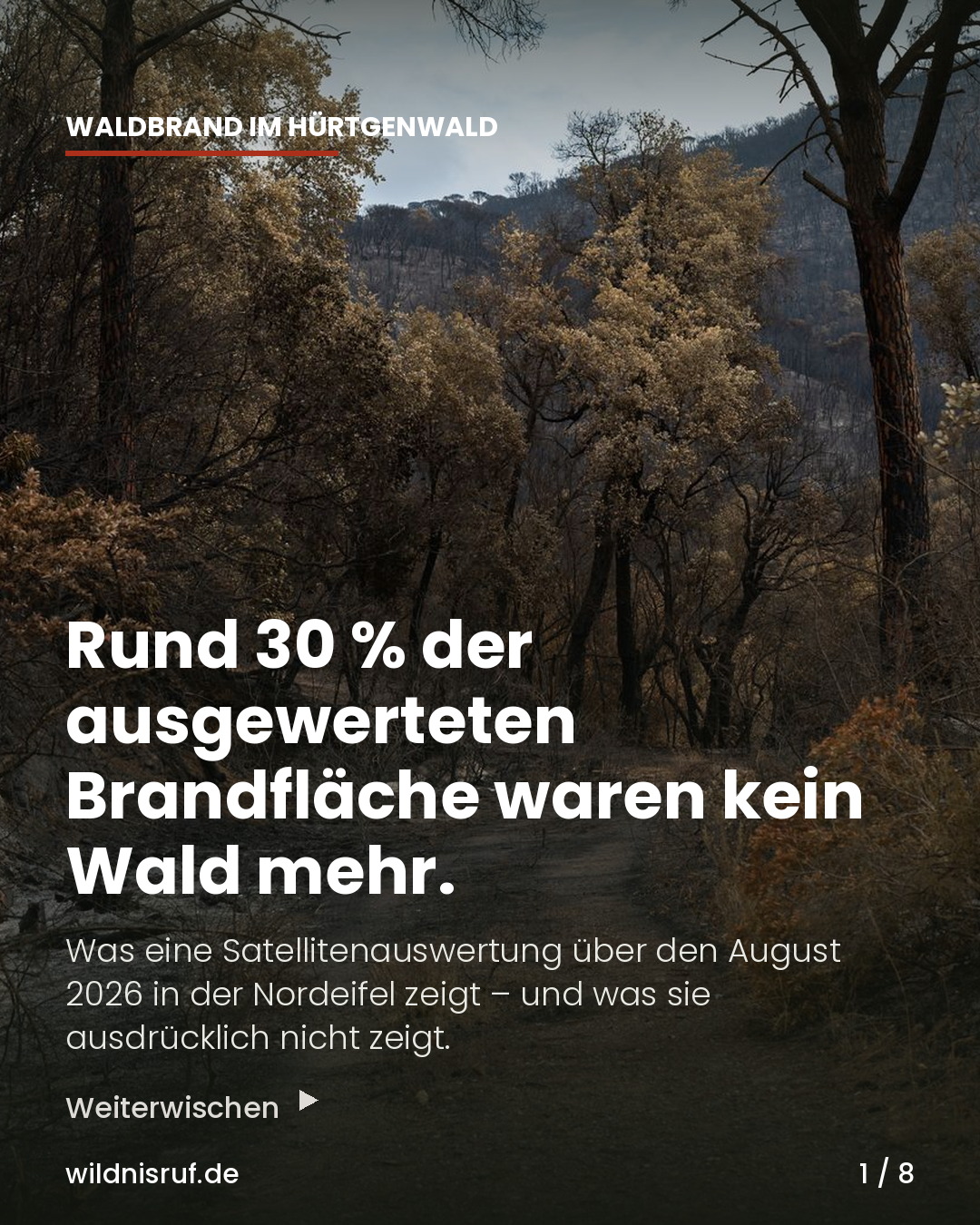 Titelkarte des Karussells über verbranntem Wald: Rund 30 Prozent der ausgewerteten Brandfläche waren kein Wald mehr