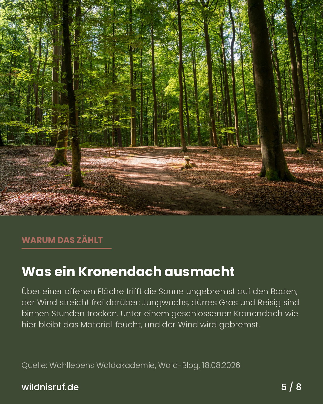 Infokarte mit Foto eines Buchenwaldes: Unter geschlossenem Kronendach bleibt das Material feucht, auf offener Fläche trocknet es in Stunden