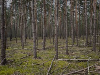 Dichter Kiefernforst, der Waldboden ist flächig mit Reisig und trockenem Astmaterial bedeckt