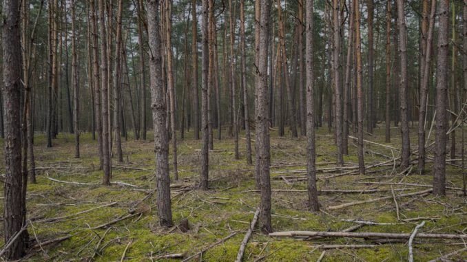 Dichter Kiefernforst, der Waldboden ist flächig mit Reisig und trockenem Astmaterial bedeckt