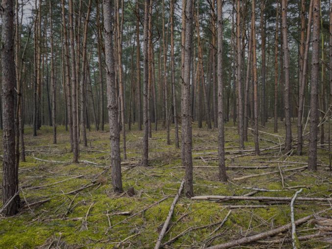 Dichter Kiefernforst, der Waldboden ist flächig mit Reisig und trockenem Astmaterial bedeckt