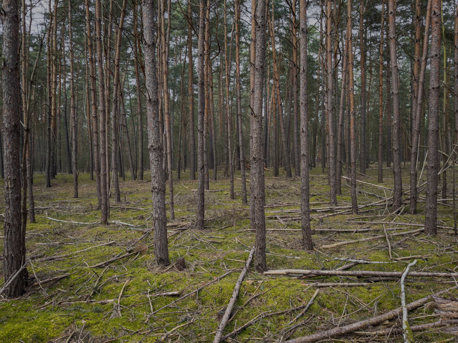Dichter Kiefernforst, der Waldboden ist flächig mit Reisig und trockenem Astmaterial bedeckt