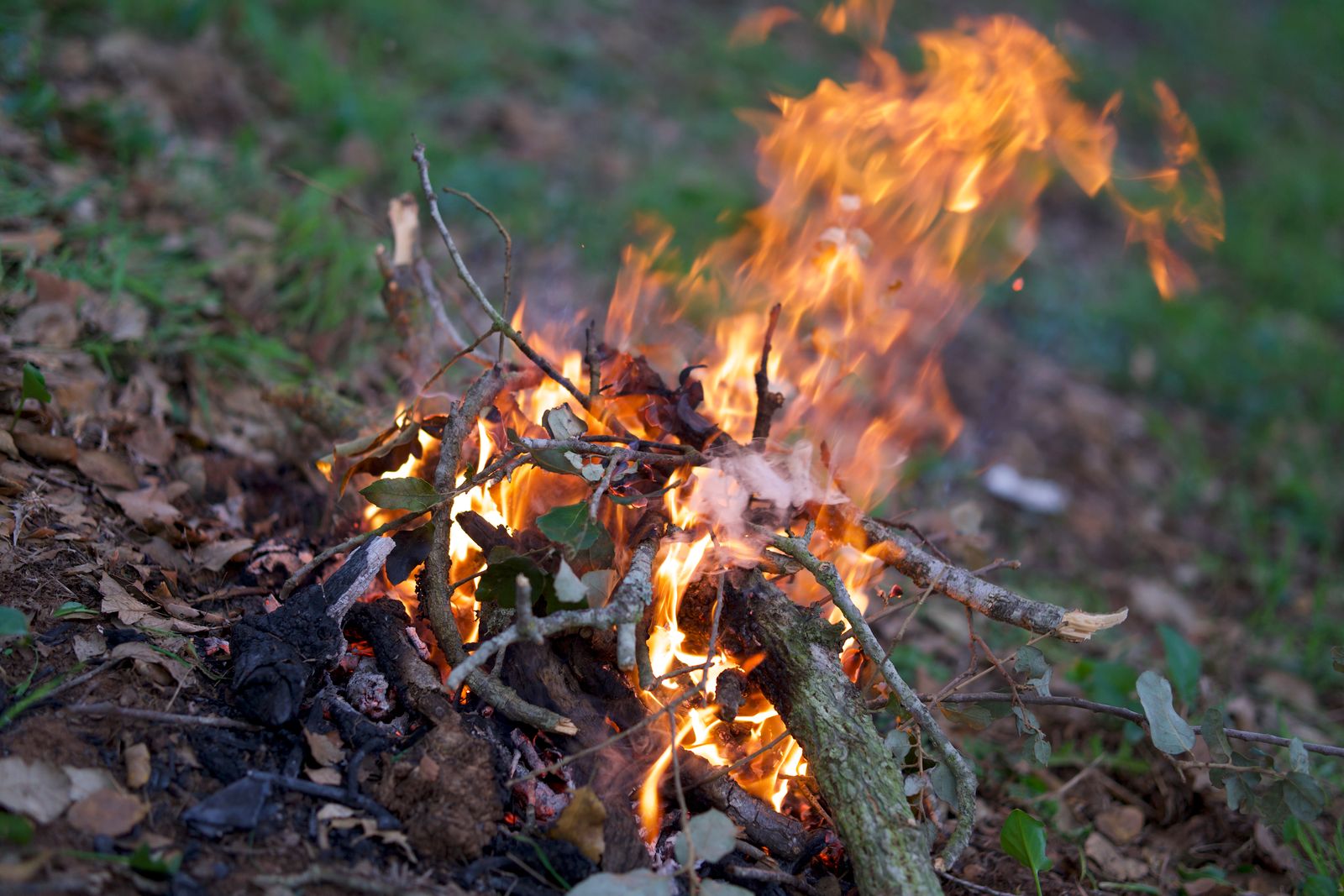 Brennendes Lagerfeuer mit orangen Flammen in grüner Waldumgebung