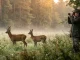Jäger bei der Rehwild-Ansprache mit Fernglas, während Bock und Ricke auf einer Waldwiese stehen.
