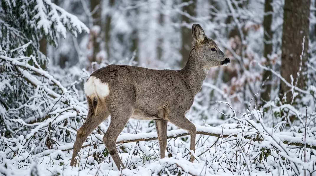 Winterliches Reh von hinten mit hellem Spiegel und sichtbarer Schürze zur Geschlechtsansprache.