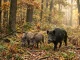 Eine Schwarzwildrotte mit Bache, Überläufern und Frischlingen in einem herbstlichen Mischwald.