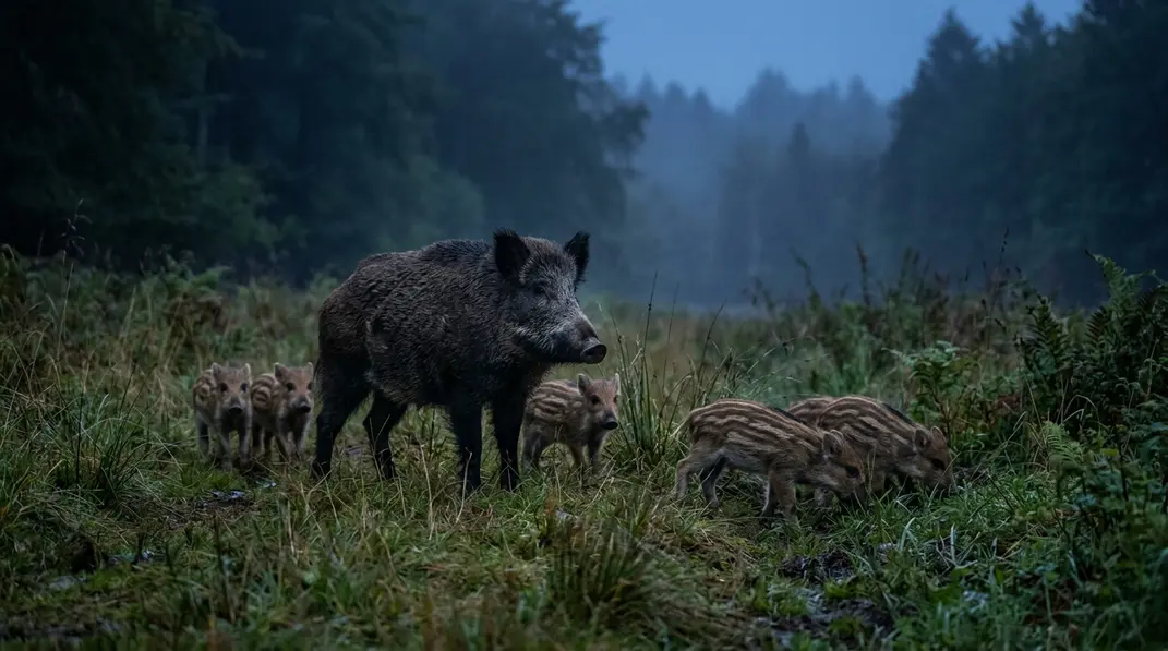 Eine Bache führt mehrere kleinere Frischlinge über eine Waldwiese.