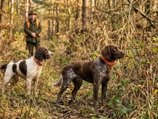 Stöberhunde-Rassen mit Wachtelhund und Springer Spaniel vor dichter Deckung im herbstlichen Jagdrevier.