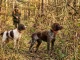 Stöberhunde-Rassen mit Wachtelhund und Springer Spaniel vor dichter Deckung im herbstlichen Jagdrevier.