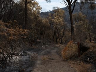 Waldweg durch verbrannten Wald mit verkohlten Stämmen und ersten wieder austreibenden Zweigen