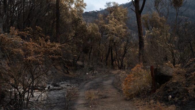Waldweg durch verbrannten Wald mit verkohlten Stämmen und ersten wieder austreibenden Zweigen