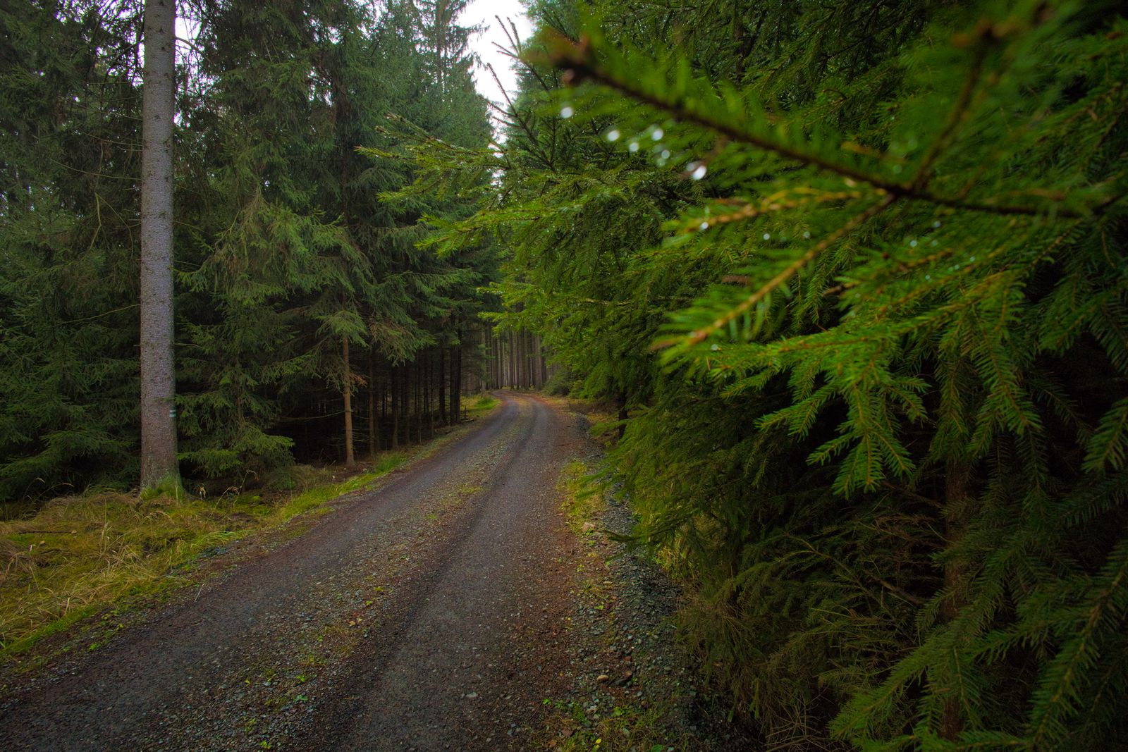 Befestigter Schotterweg, der durch einen dichten grünen Fichtenwald führt