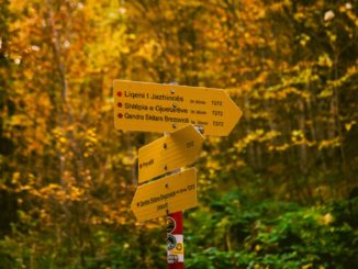Gelbe Wegweiser an einem Pfosten in einem herbstlichen Waldstück