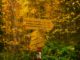 Gelbe Wegweiser an einem Pfosten in einem herbstlichen Waldstück
