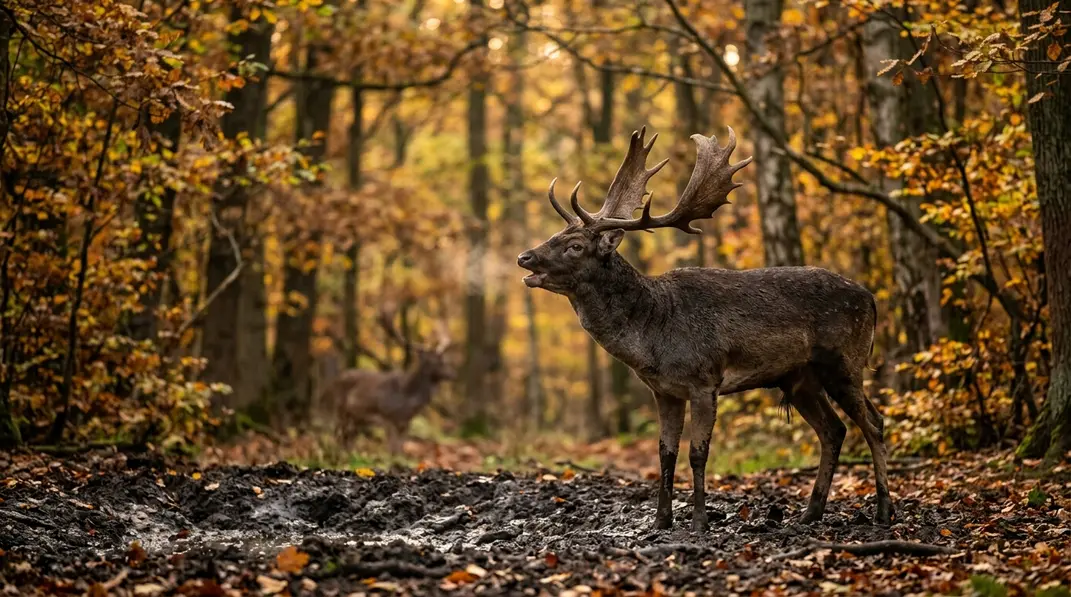 Damhirsch an einer Brunftkuhle im herbstlichen Wald.