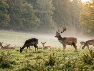 Damwild-Verhalten in einem ruhigen Rudel aus Hirschen und Damtieren auf einer Morgenwiese.