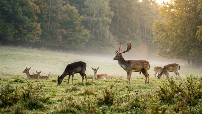 Damwild-Verhalten in einem ruhigen Rudel aus Hirschen und Damtieren auf einer Morgenwiese.