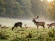 Damwild-Verhalten in einem ruhigen Rudel aus Hirschen und Damtieren auf einer Morgenwiese.