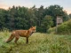 Rotfuchs auf einer Wiese am Waldrand als Motiv für Fuchsbejagung Methoden.