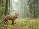 Ein räudiger Fuchs mit struppigem Fell steht auf einer Waldlichtung, während ein Jäger ihn aus sicherer Entfernung beobachtet.