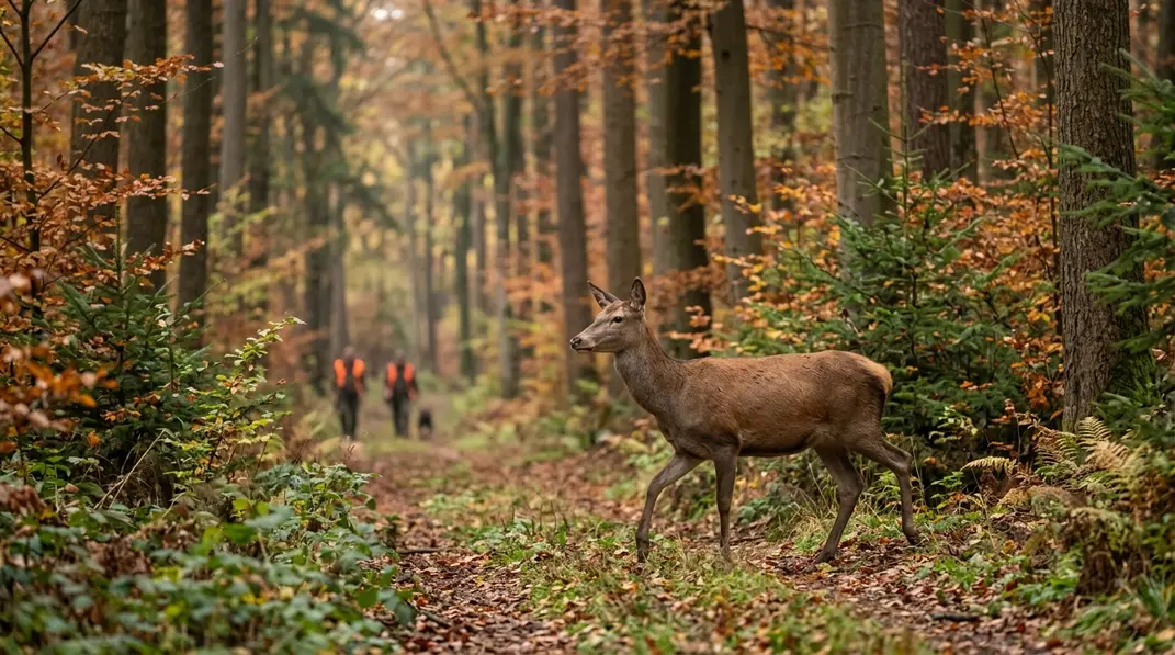Rotwild zieht ruhig durch einen herbstlichen Waldwechsel, während Treiber im Hintergrund Abstand halten.