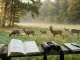 Rehwild am morgendlichen Waldrand neben Jagdzeitenunterlagen zu Schonzeiten beim Rehwild.