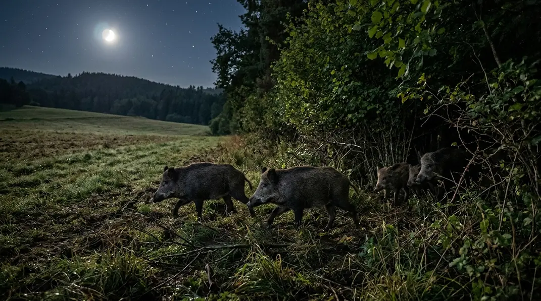 Schwarzwild zieht in einer Mondnacht am schattigen Rand einer Hecke entlang.