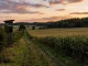 Hochsitz an einem Maisfeldrand für die Jagd auf Schwarzwild im Mais.