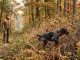 Ein Stöberjagd-Hund sucht am Rand eines dichten herbstlichen Waldstücks, während sein Hundeführer ihn beobachtet.