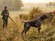 Ein Deutsch Kurzhaar als Vertreter der Vorstehhunde-Rassen steht konzentriert in einer herbstlichen Feldflur vor.