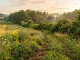 Sonnige Wildacker-Anlage mit vielfältigem Pflanzenbestand am ruhigen Waldrand.
